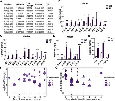 UCP1 Knockin Induces Lipid Dynamics and Transcriptional Programs in the Skeletal Muscles of Pigs